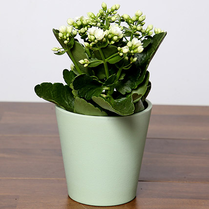 Online White Kalanchoe Plant In Green Pot Gift Delivery in Singapore - Ferns N Petals