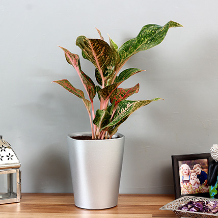 Online Pink Aglaonema Plant in Silver Plastic Plant Gift Delivery in Singapore - Ferns N Petals