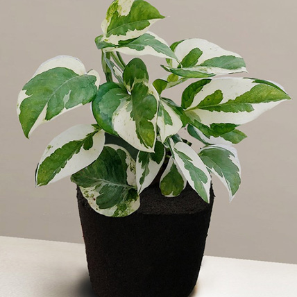 Online Foliage Epipremnum Plant Gift Delivery in Singapore - Ferns N Petals