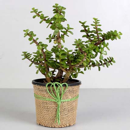 Online Air Purifying Jade Plant Gift Delivery in Singapore - Ferns N Petals