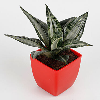 Online Sansevieria Whitney Plant In Red Imported Plastic Pot Gift Delivery In Singapore Ferns N Petals