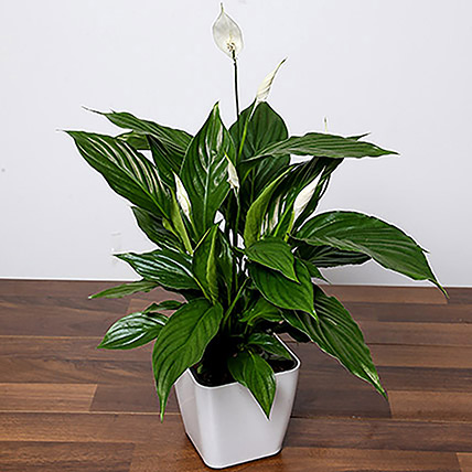 Online Attractive Peace Lily Plant Gift Delivery in Singapore - Ferns N Petals